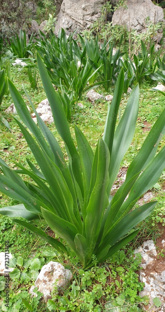 Obraz premium Green leaves ground level