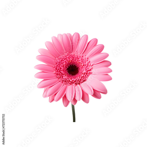 Pink dahlia isolated on transparent background png