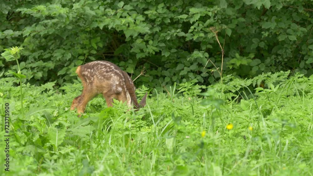Fawn with white spots grazing on the edge of a forest