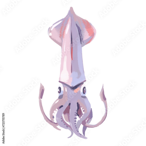 Watercolor acrylic gouache hand drawn squid. Seafood painted isolated vector illustration