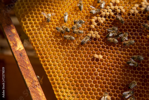 Working bees in a hive on honeycomb. Bees inside hive with sealed and open cells for their young..