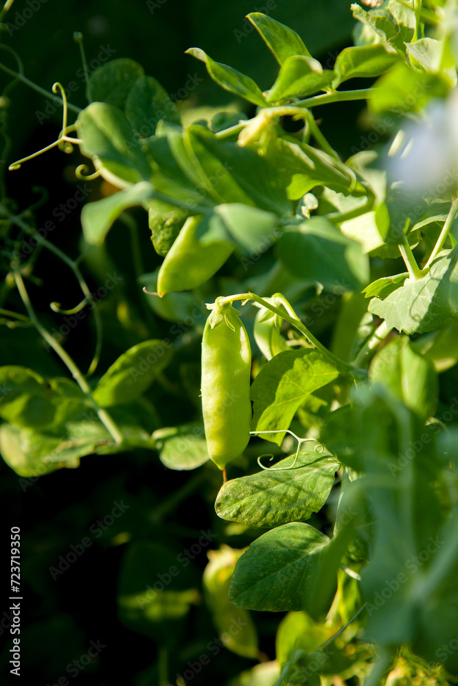 Sugar peas with flowers and pods in the vegetable garden over blurry background.. Sugar peas with flowers and pods in the vegetable garden over blurry background..