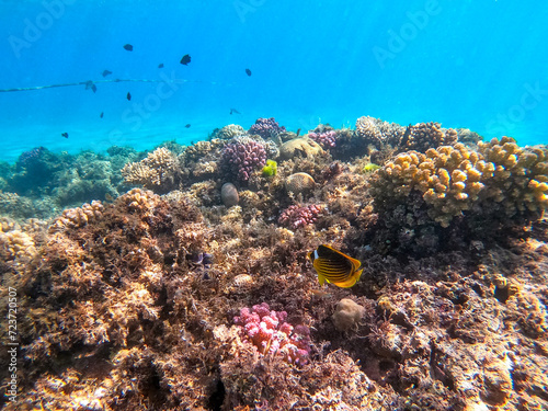 Diagonal butterflyfish  Chaetodon fasciatus  at the Red Sea coral reef..