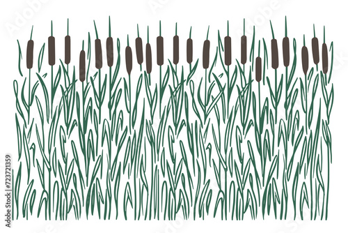 Bulrush marsh plant, color silhouette on a white background. Seamless pattern horizontal. Doodle sketch style. Vector.