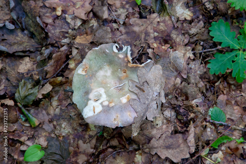 Russula virescens - mushroom commonly known as the green-cracking russula, the quilted green russula, or the green brittlegill mushroom..