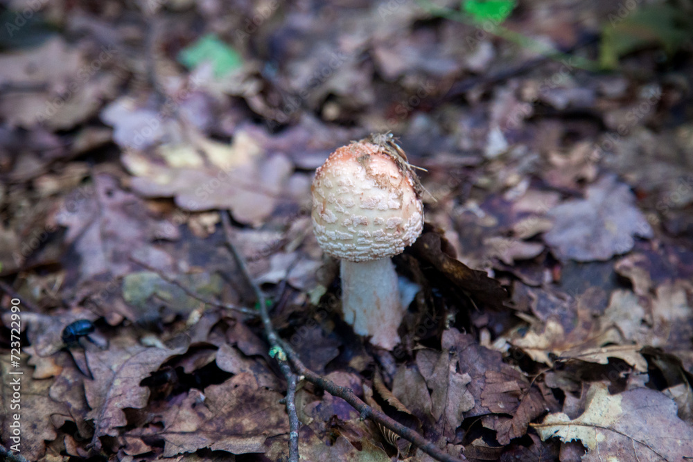 Amanita rubescens, known as blushing amanita in autumn forest.. Amanita rubescens, known as blushing amanita in autumn forest..