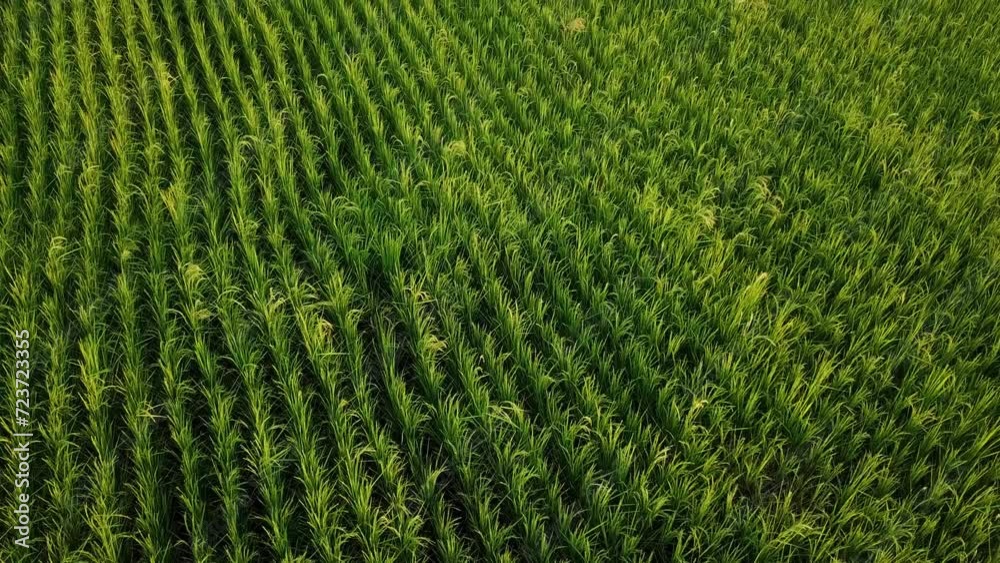 beautiful agriculture scene in growing rice in farm the wonderful scenic parallel pattern of growing organic fresh product in the rice paddy forest climate mountain highland valley in Iran Gilan plain