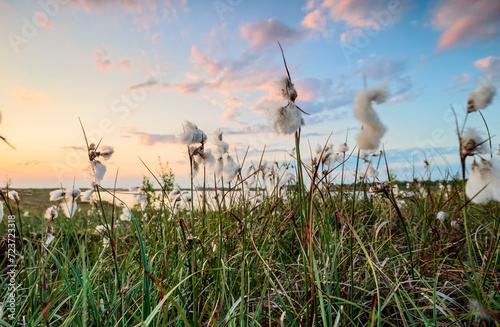 sunset over marsh with cotton grass