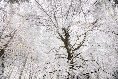 winter forest with beech tree in snow