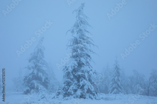 tall fir trees in snow in fog
