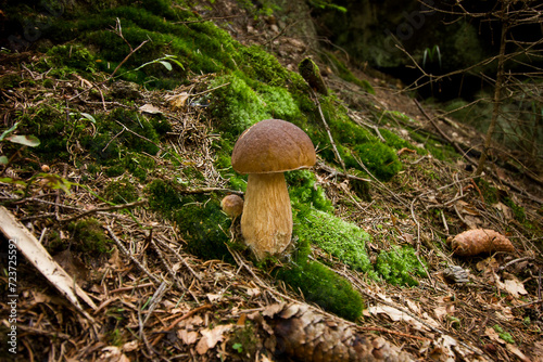 Close-up of a boletus mushroom growing in the forest