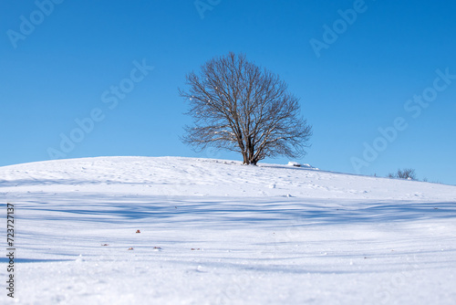 A frozen tree near Pavliani, Greece.