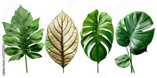 set of exotic big leaf green interior home plant for decoration and different foliage leaves and petals closeups cotout isolated on white png background, Generative AI