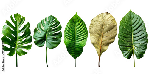 set of exotic big leaf green interior home plant for decoration and different foliage leaves and petals closeups cotout isolated on white png background, Generative AI photo