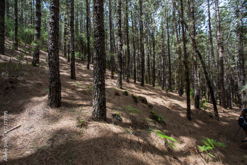 Scene of the Birigoyo peak, La Palma Island, Canary Islands. photo