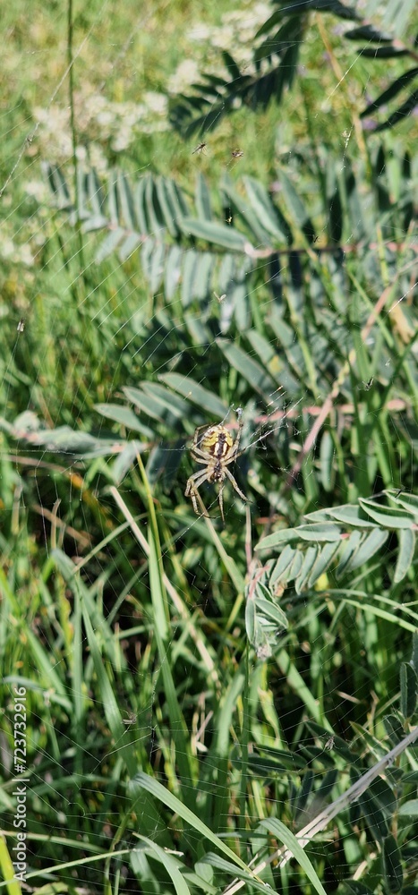 spider in the web ona a herbs in armenia spider in the web ona a herbs in armenia