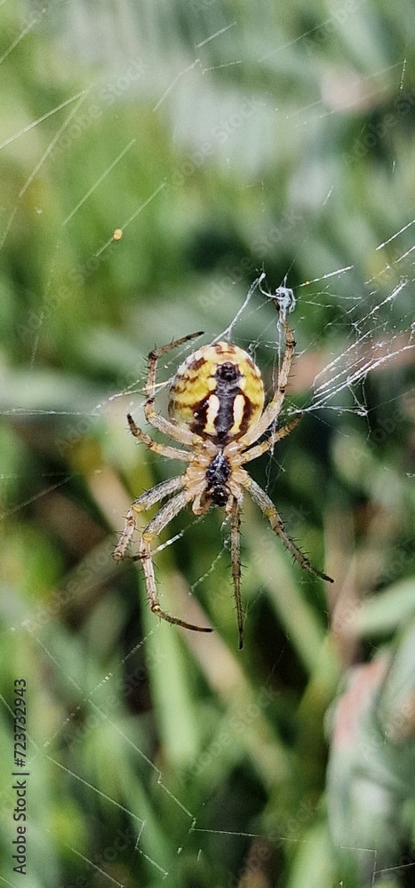 spider in the web ona a herbs in armenia spider in the web ona a herbs in armenia