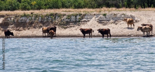 herd of cows in Armenia © Michaela Holubová