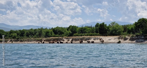 herd of cows in Armenia