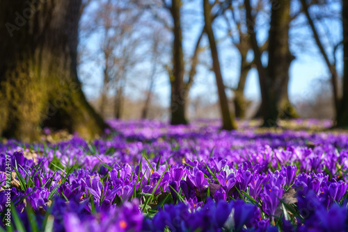 Amazing nature landscape with wild growing purple crocus or saffron flowers in the oak forest, scenic view, natural seasonal background, early spring in Europe
