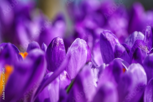 Beautiful purple crocus or saffron flowers in sunlight, macro image. Natural spring floral background suitable for wallpaper or greeting card photo