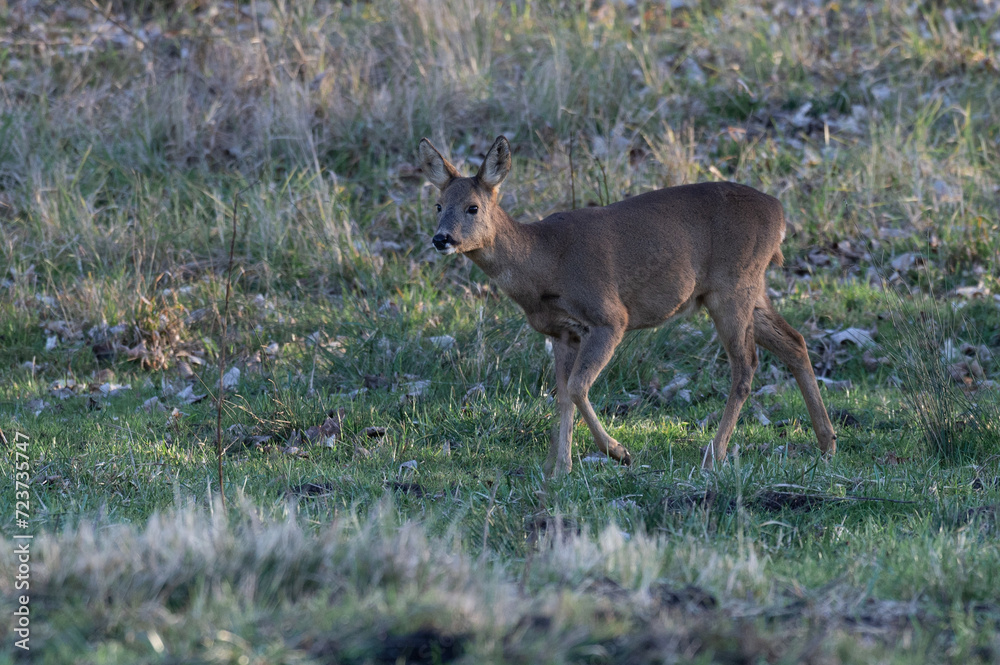 Capreolus capreolus - Roe deer - Chevreuil d'Europe Capreolus capreolus - Roe deer - Chevreuil d'Europe