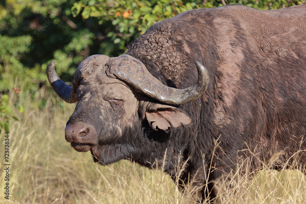 Kaffernbüffel / African buffalo / Syncerus caffer Kaffernbüffel / African buffalo / Syncerus caffer