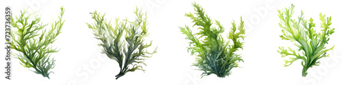 Collection of Green Seaweed Illustrations, Aquatic Marine Algae on Transparent Background photo