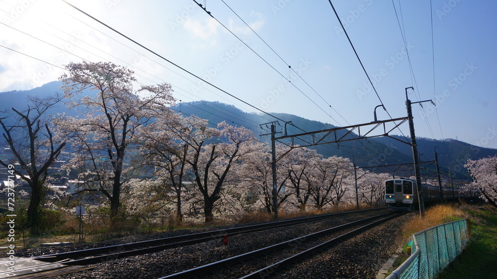 桜突っ切る電車