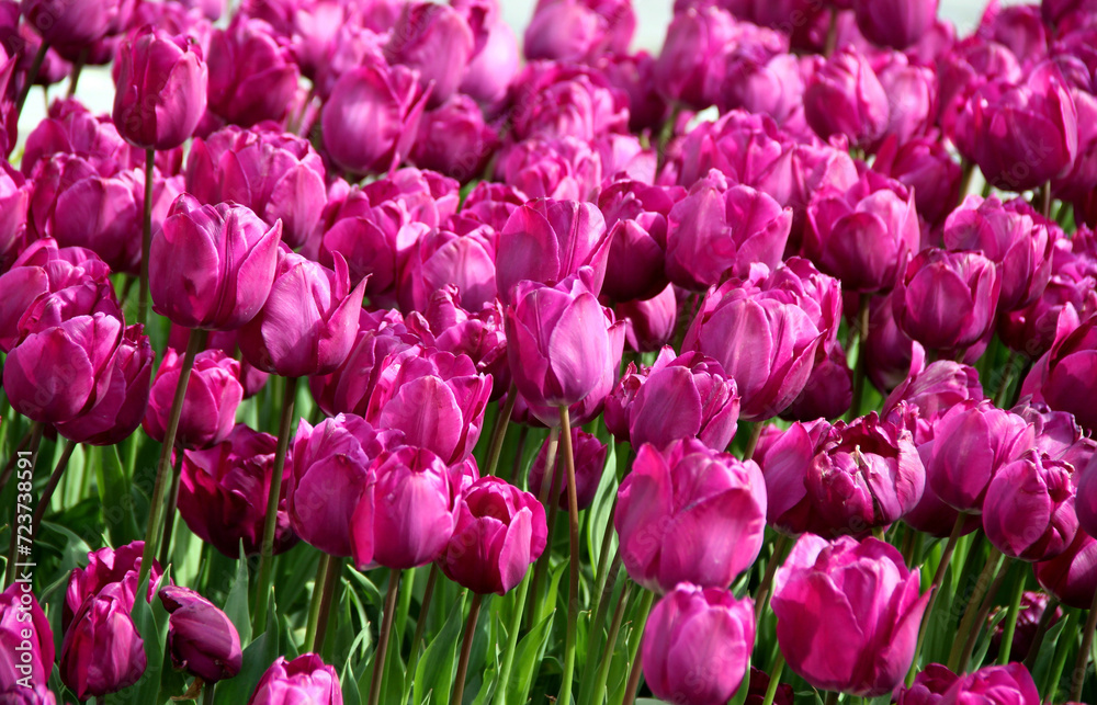 Photo of vibrant purple tulips in full bloom close-up in Goztepe Park during the annual Istanbul Tulip Festival in Turkey Photo of vibrant purple tulips in full bloom close-up in Goztepe Park during the annual Istanbul Tulip Festival in Turkey