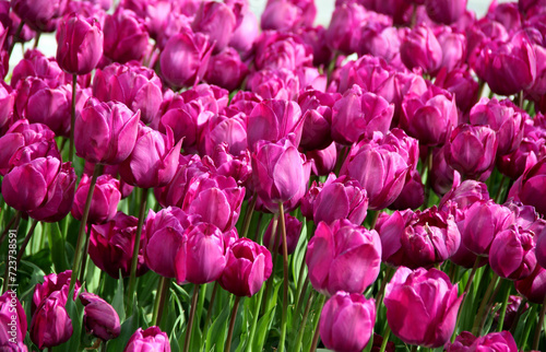 Photo of vibrant purple tulips in full bloom close-up in Goztepe Park during the annual Istanbul Tulip Festival in Turkey