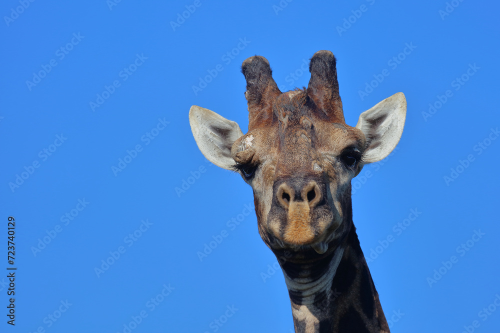 Fototapeta premium Giraffe / Giraffe / Giraffa camelopardalis