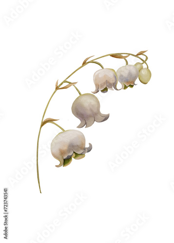 Lily of the valley, botanical illustration, spring flowers, watercolor flower, white background, hand drawing