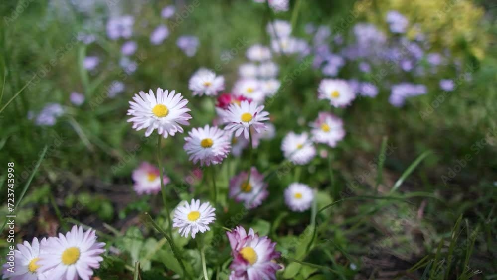 daisy. Bellis. small pink daisies in green grass , background screensaver place for text. meadow chamomile close up flowering grass lawn with white Bellis flowers closeup. Bellis perennis daisy. daisy. Bellis. small pink daisies in green grass , background screensaver place for text. meadow chamomile close up flowering grass lawn with white Bellis flowers closeup. Bellis perennis daisy.