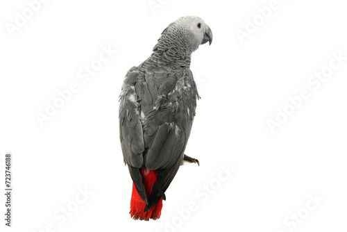 Closeup shot of an African grey parrot isolated on a white background