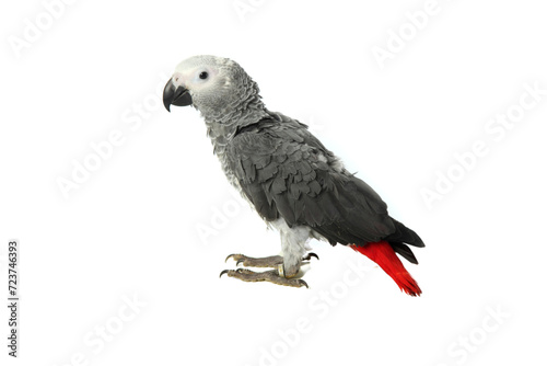 Closeup shot of an African grey parrot isolated on a white background