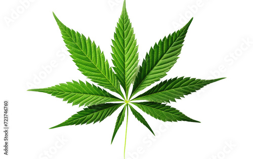 leaf of cannabis on white or PNG transparent background.