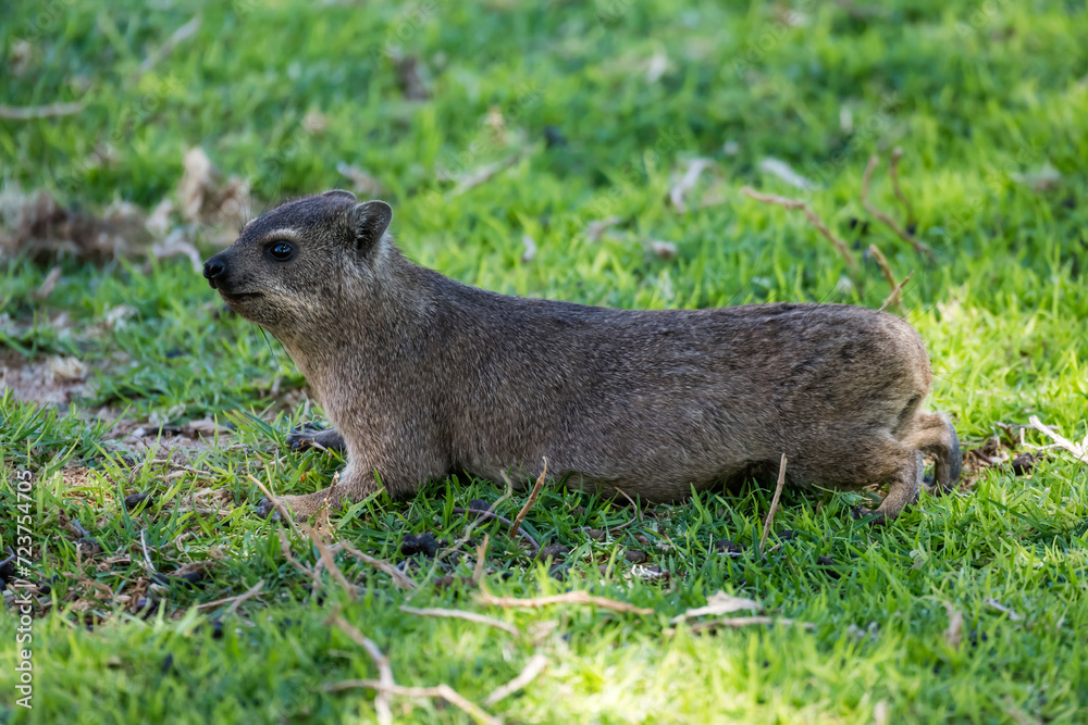 Rock hyrax moving on grass at lodge in desert, near Hobas, Namibia Rock hyrax moving on grass at lodge in desert, near Hobas, Namibia