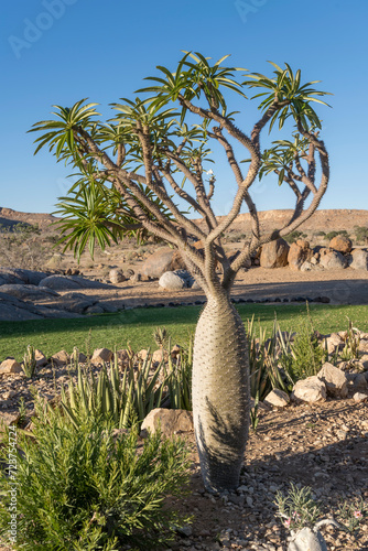 Quiver tree on grass at lodge in desert, near Hobas,  Namibia photo