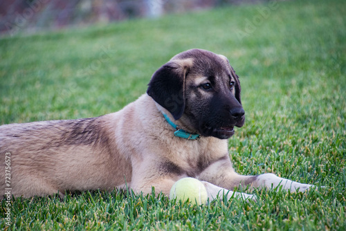 Kangal Puppy