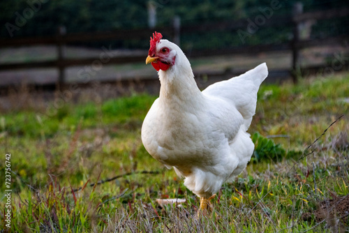 white chicken on grass