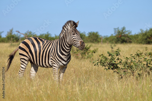 Steppenzebra   Burchell s zebra   Equus quagga burchellii