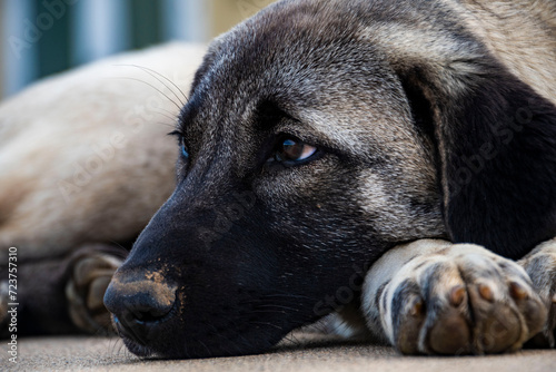 close up of a puppy © FotosByNPC
