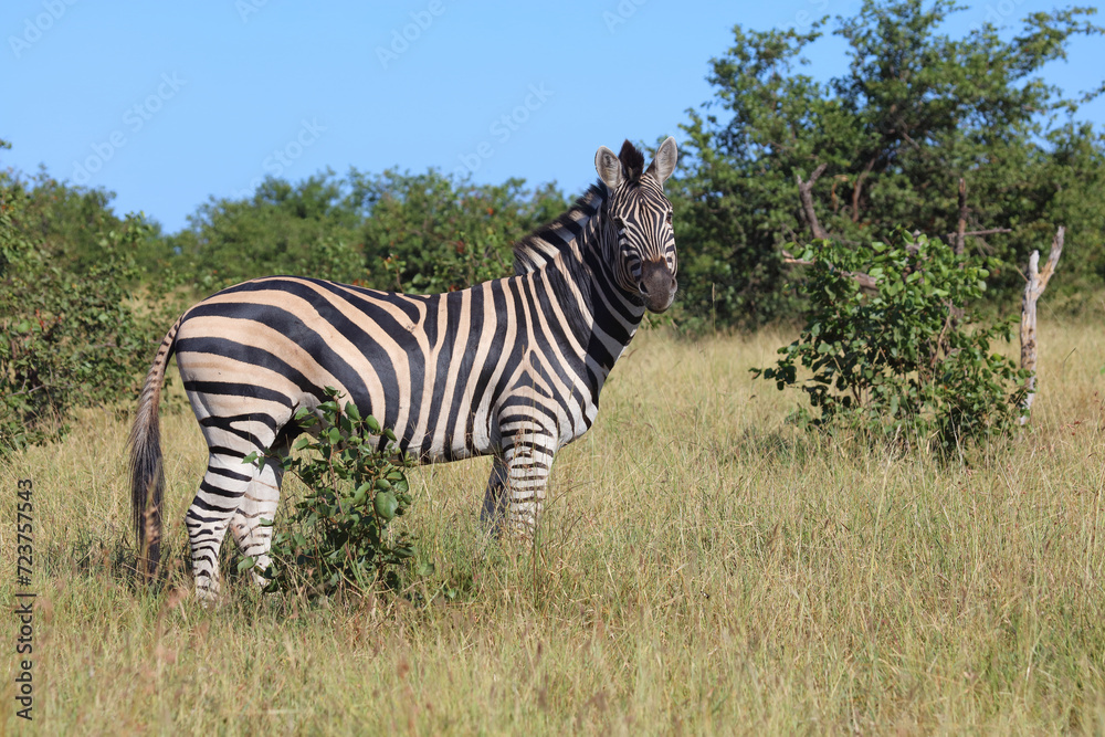 Fototapeta premium Steppenzebra / Burchell's zebra / Equus quagga burchellii