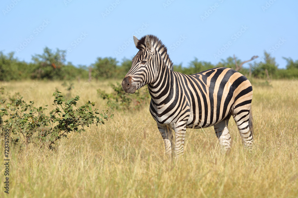 Steppenzebra / Burchell's zebra / Equus quagga burchellii Steppenzebra / Burchell's zebra / Equus quagga burchellii
