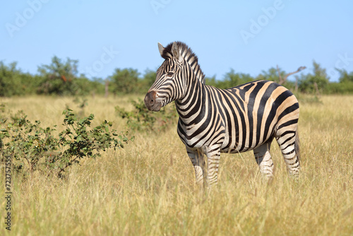 Steppenzebra   Burchell s zebra   Equus quagga burchellii