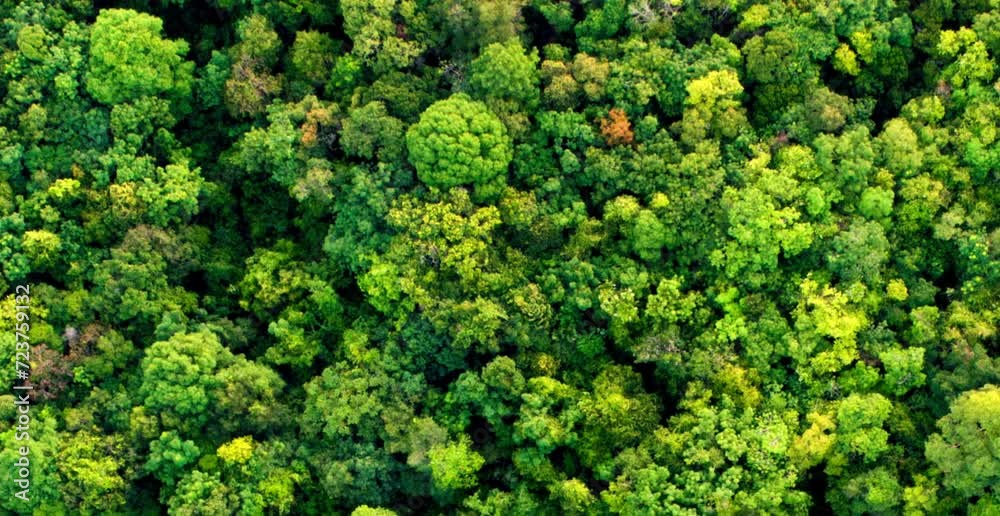 aerial video of a forest with very dense and unspoiled trees in a foggy mountain area