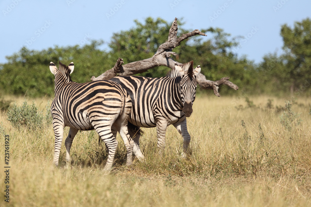 Steppenzebra / Burchell's zebra / Equus quagga burchellii.. Steppenzebra / Burchell's zebra / Equus quagga burchellii..