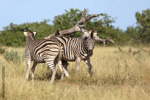 Steppenzebra   Burchell s zebra   Equus quagga burchellii..