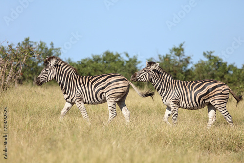 Steppenzebra   Burchell s zebra   Equus quagga burchellii.